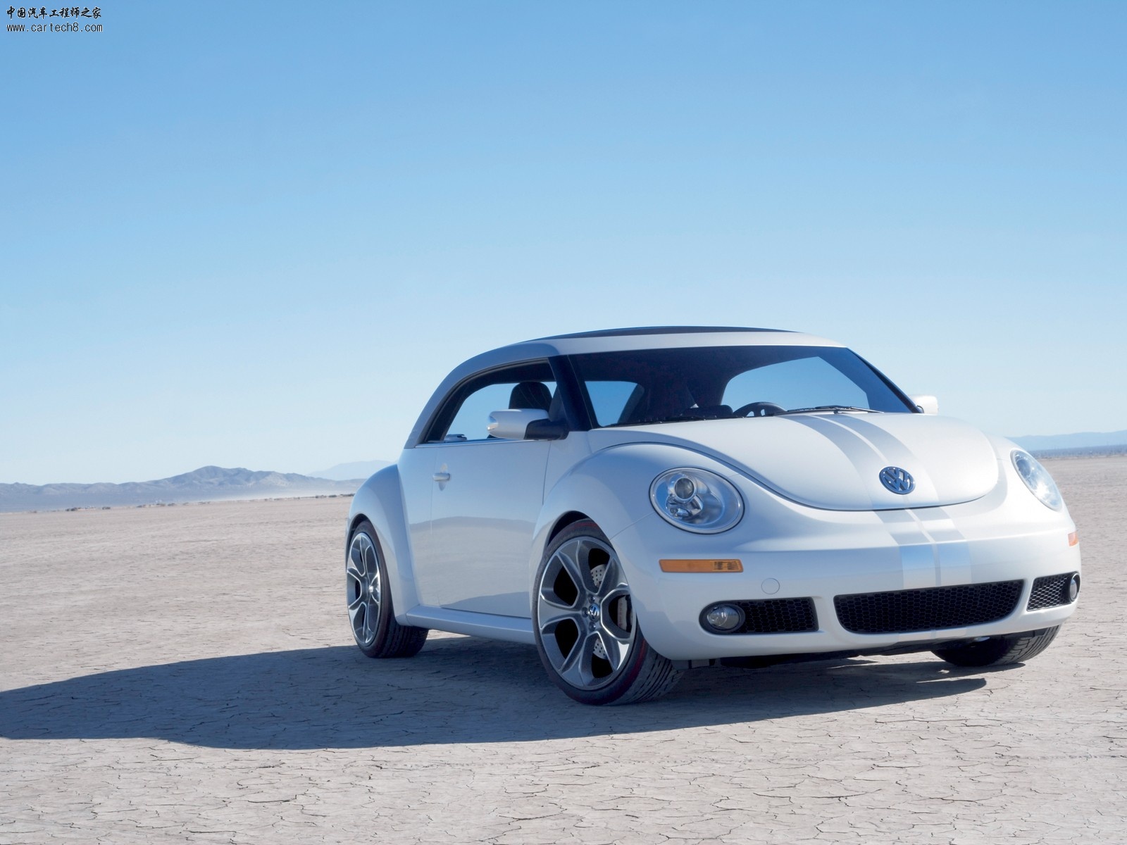 Beetle011.jpg