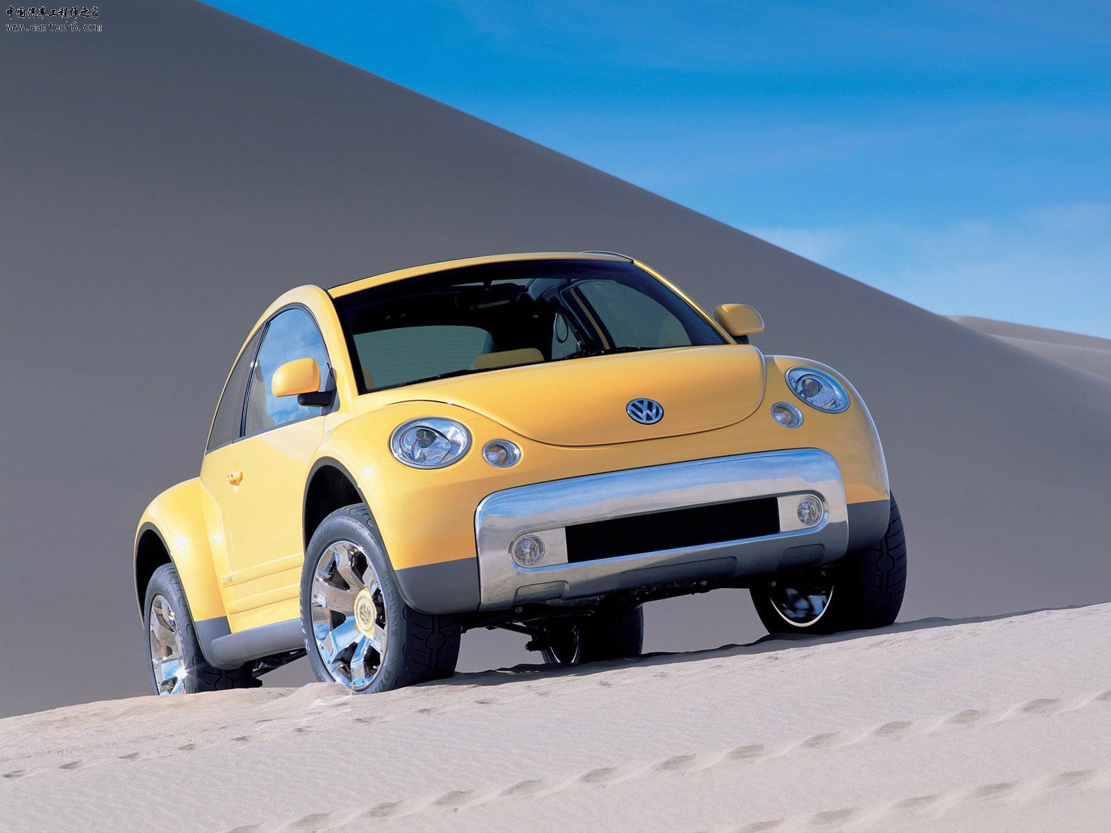 Beetle019.jpg